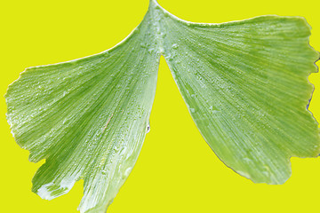 Image showing nice ginkgo close up