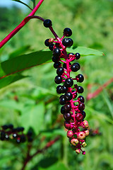 Image showing Black Berries