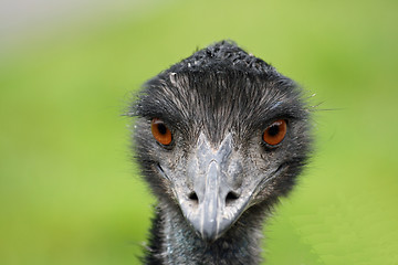 Image showing nice emu close up