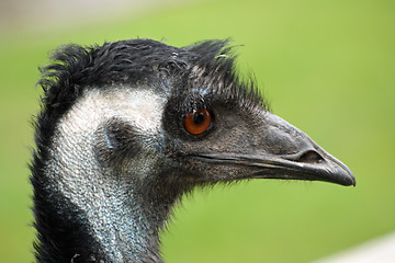 Image showing nice emu close up