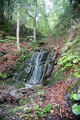 Image showing Alpine forest nature