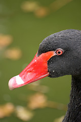 Image showing swan close up