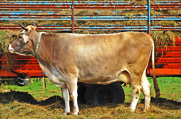 Image showing Cow