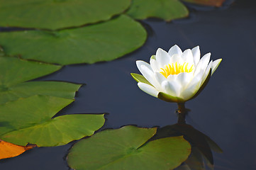 Image showing Waterlily