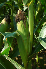 Image showing Ear of Corn on the Stalk