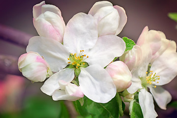 Image showing Branch of flowering apple-tree on a background a green garden.