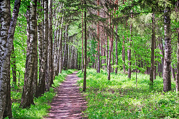 Image showing Forest landscape in early summer.