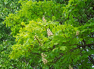 Image showing Blossoming chestnut tree in the spring.