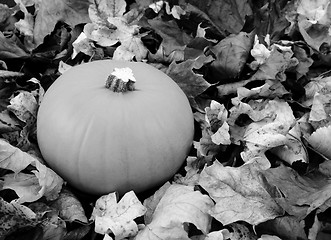 Image showing Ripe pumpkin among dry autumn leaves