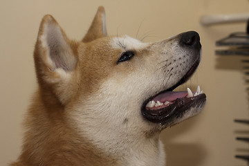 Image showing Akita Inu