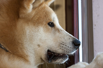 Image showing Akita Inu