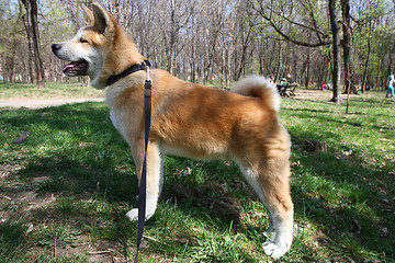 Image showing Akita Inu