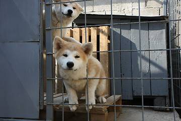 Image showing Akita Inu