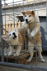 Image showing Akita Inu