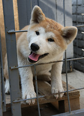 Image showing Akita Inu