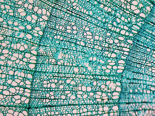 Image showing Tilia stem micrograph