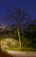 Image showing Tree in the evening