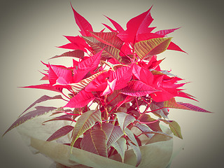 Image showing Poinsettia Christmas star