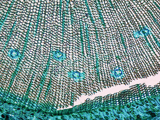 Image showing Pine Wood micrograph