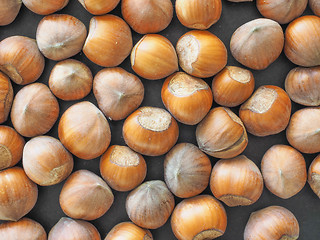 Image showing Hazelnut fruit