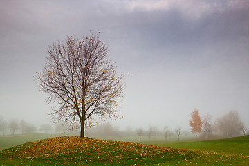 Image showing Autumn scenery on a golf course