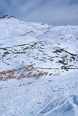 Image showing Herd of Llamas in Andes