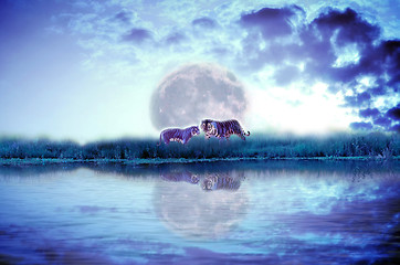 Image showing Forest river with tiger isolate on dark cloudy and moon background