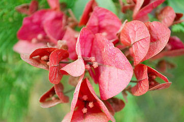 Image showing Pink Flowers Blossoming Tree Branch