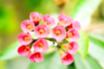 Image showing Pink Flowers Blossoming Tree Branch