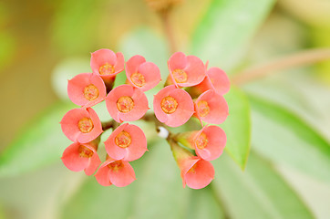 Image showing Pink Flowers Blossoming Tree Branch