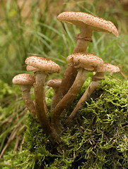 Image showing mushroom