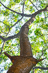 Image showing Beech Trees During Springtime