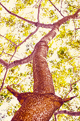 Image showing Beech Trees During Springtime