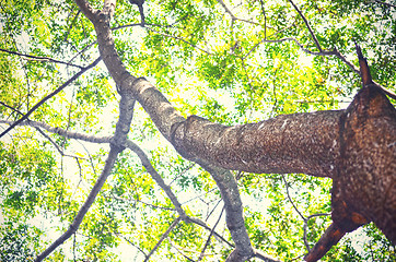 Image showing Beech Trees During Springtime