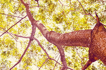 Image showing Beech Trees During Springtime