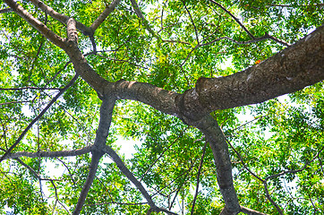 Image showing Beech Trees During Springtime