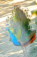 Image showing Peacock Spreading Its Tail