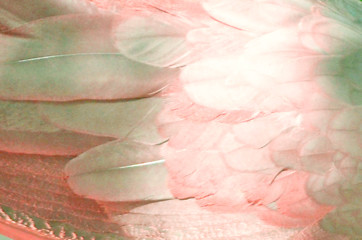 Image showing Abstract feather background