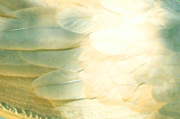 Image showing Abstract feather background