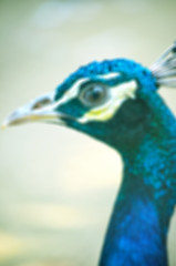 Image showing Peacock on lens blur background