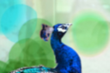 Image showing Peacock on lens blur background