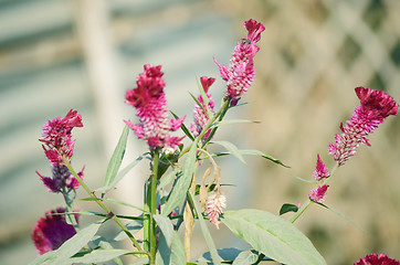 Image showing Pink Flowers Blossoming Tree Branch