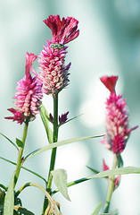 Image showing Pink Flowers Blossoming Tree Branch