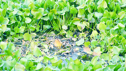 Image showing Green water lily flowers tree