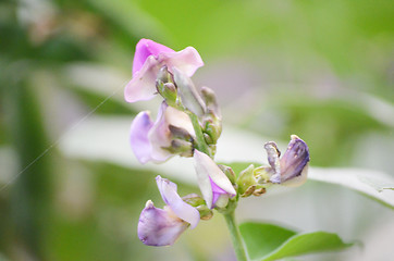 Image showing Pink Flowers Blossoming Tree Branch