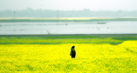 Image showing Yellow rapeseed field on a fog day