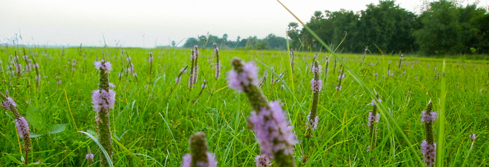 Image showing Pink color grass flower