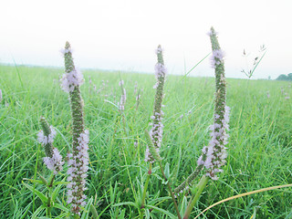 Image showing Pink color grass flower