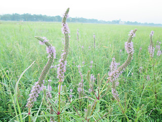 Image showing Pink color grass flower