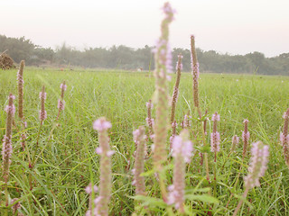 Image showing Pink color grass flower